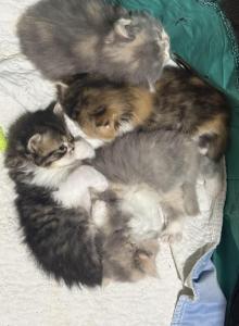 Ruby Anne Litter - Persian Kitten For Sale - Stuart&comma; FL&comma; US