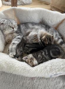 Easter Litter - Scottish Fold Kitten For Sale - Prior Lake&comma; MN&comma; US