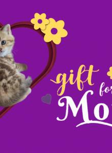 Coral - Scottish Straight Kitten For Sale - Naperville&comma; IL&comma; US
