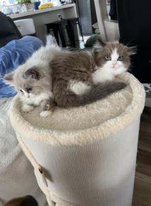 Looker - Ragdoll Kitten For Sale - San Diego&comma; CA&comma; US