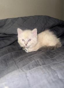 Nans Litter - Ragdoll Kitten For Sale - Spring&comma; TX&comma; US