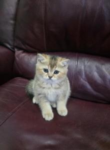 Molly - Scottish Straight Kitten For Sale - Naperville&comma; IL&comma; US