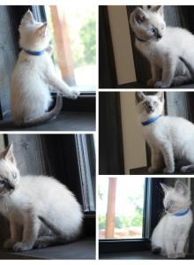 Blue point - Siamese Kitten For Sale - Barnett&comma; MO&comma; US