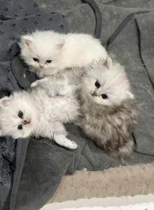 Chicago purrs - Persian Kitten For Sale - Lincolnwood&comma; IL&comma; US