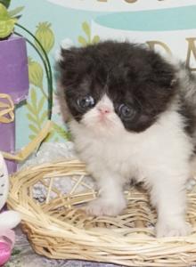 Show Quality Black and White Bi Color male - Persian Kitten For Sale - CA&comma; US