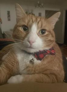 Oliver - Domestic Cat For Adoption - Queens&comma; NY&comma; US