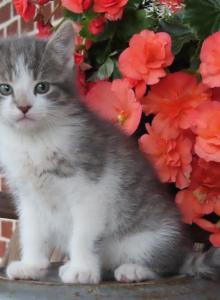 Isiah - Domestic Kitten For Sale - Myerstown&comma; PA&comma; US