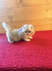 Mandy - Persian Kitten For Sale - MO&comma; US
