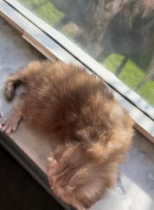 Chocolate Marble Folds - Scottish Fold Kitten For Sale - Hollywood&comma; FL&comma; US