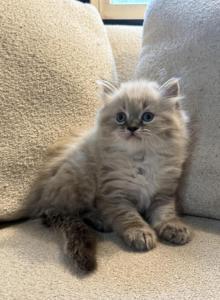 Simon - Himalayan Kitten For Sale - Peoria&comma; IL&comma; US