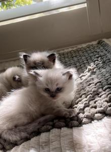Himalayan kittens - Himalayan Kitten For Sale - Laguna Woods&comma; CA&comma; US