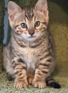 Gina - Bengal Kitten For Sale - Crown Point&comma; IN&comma; US