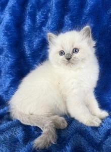 ZT treasure - Ragdoll Kitten For Sale - Goodrich&comma; MI&comma; US