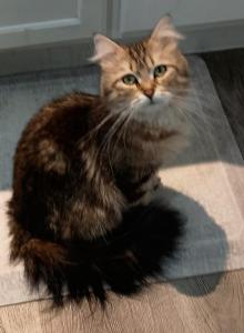 Gerty and Jonsey Siberian Kittens - Siberian Kitten For Sale - Milan&comma; MI&comma; US