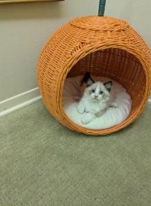TICA Bicolor Ragdoll Kittens - Ragdoll Kitten For Sale - Bryan&comma; TX&comma; US
