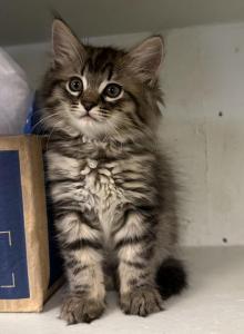 King Huge Barbos Mix Maine Coon & Ragdoll - Maine Coon Kitten For Adoption - Auburn&comma; WA&comma; US