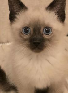 siamese kittens - Siamese Kitten For Sale - Deer Park&comma; IL&comma; US