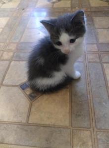 Smokey - Domestic Kitten For Adoption - Phila&comma; PA&comma; US