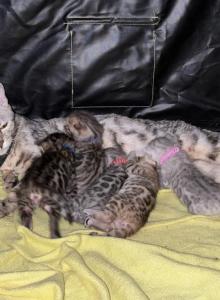 Storm and Simba's litter - Bengal Kitten For Sale - Tallahassee&comma; FL&comma; US
