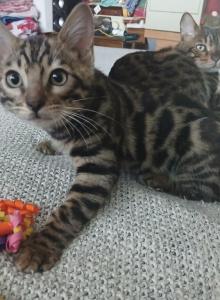 Patty's litter - Bengal Kitten For Sale - Rio Linda&comma; CA&comma; US