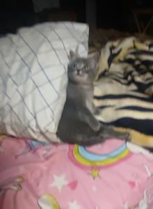 One all grey kitten - Domestic Kitten For Adoption - Lawrence&comma; MA&comma; US