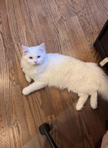 Nicky - Maine Coon Kitten For Sale - Basking Ridge&comma; NJ&comma; US
