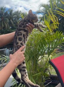 Flora - Bengal Kitten For Adoption - Hollywood&comma; FL&comma; US