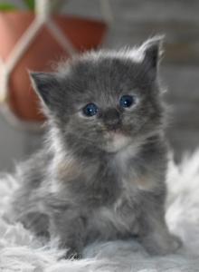Maine Coons Ready Now TICA Registered - Maine Coon Kitten For Adoption - Manchester&comma; NH&comma; US