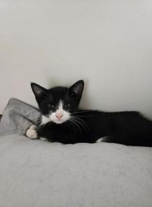 Mitts - Domestic Kitten For Sale - Charlton&comma; MA&comma; US