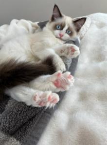 Bella - Ragdoll Kitten For Sale - Charlotte&comma; NC&comma; US