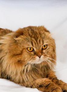 Hamilton Sweet Miracle - Scottish Fold Cat For Sale - Conroe&comma; TX&comma; US