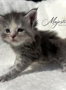 The Spring Garden Litter - Maine Coon Kitten For Sale - TX&comma; US