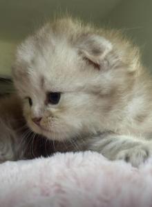 Chocolate Marble Folds - Scottish Fold Kitten For Sale - Hollywood&comma; FL&comma; US