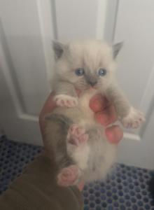 Himalayan kittens Available Now - Himalayan Kitten For Sale - Chicago&comma; IL&comma; US