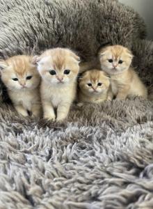 Scottish folds - Scottish Fold Kitten For Sale - Whitesboro&comma; NY&comma; US