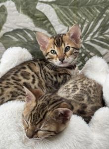 Ruby - Bengal Kitten For Sale - Boston&comma; MA&comma; US