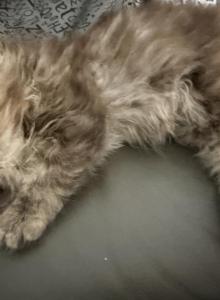 Chocolate Tabby girl kitten - Persian Kitten For Sale - Altamonte Springs&comma; FL&comma; US