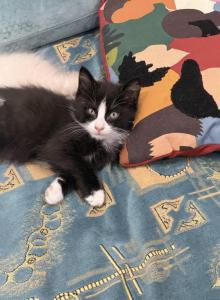 Teacup - Snowshoe Kitten For Adoption - Staten Island&comma; NY&comma; US