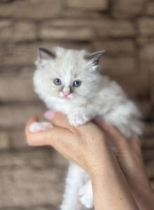 Female Ragdoll Kitten - Ragdoll Kitten For Sale - Warwick&comma; RI&comma; US