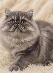 Sapphire's silver chocolate boy - Exotic Kitten For Sale - Conroe&comma; TX&comma; US