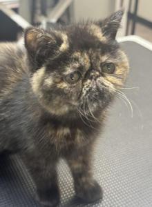 June - Exotic Kitten For Sale - Milford&comma; CT&comma; US