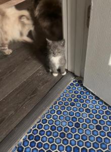 Himalayan kittens Available Now - Himalayan Kitten For Sale - Chicago&comma; IL&comma; US