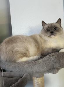 Valkyrie Blue Pointed Mitted Ragdoll Female - Ragdoll Cat For Sale - Puyallup&comma; WA&comma; US