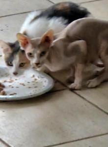 Elsie - Sphynx Cat For Sale - Lake Geneva&comma; WI&comma; US
