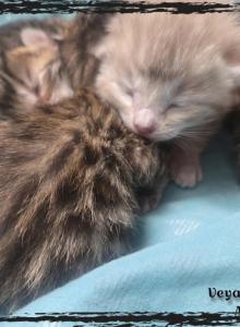 BENGAL LITTER BORN - Bengal Kitten For Adoption - Needmore&comma; PA&comma; US