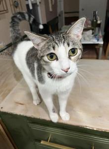Willow - Domestic Cat For Adoption - Red Oak&comma; TX&comma; US