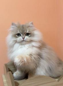 Brian - British Shorthair Kitten For Sale - Glendale&comma; CA&comma; US