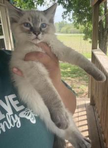 Bronco - Balinese Kitten For Sale - Griggsville&comma; IL&comma; US