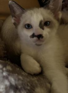 Snow's Snowshoe Siamese - Snowshoe Kitten For Sale - Moneta&comma; VA&comma; US