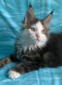 Jasper Poly Blue eyes - Maine Coon Kitten For Sale - Waterloo&comma; IN&comma; US